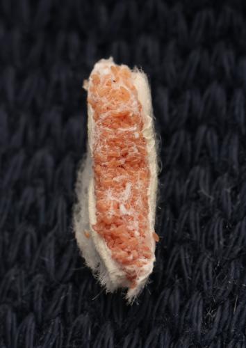 Eriopeltis festucae
